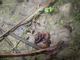 Ruhlandiella berolinensis image