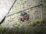 Ruhlandiella berolinensis image