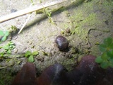 Ruhlandiella berolinensis image