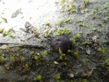 Ruhlandiella berolinensis image