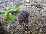 Ruhlandiella berolinensis image