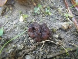 Ruhlandiella berolinensis image