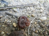 Ruhlandiella berolinensis image
