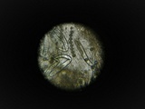 Ruhlandiella berolinensis image