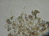 Psathyrella paradoxa image