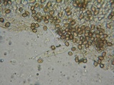 Psathyrella paradoxa image