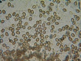 Psathyrella paradoxa image