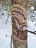 Hymenochaete corrugata image
