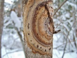 Hymenochaete corrugata image