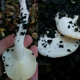 Hygrophorus eburneus image
