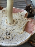 Agaricus placomyces image