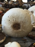 Agaricus placomyces image