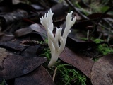 Clavulina coralloides image
