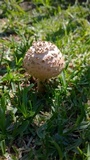 Amanita foetidissima image