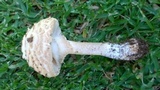 Amanita foetidissima image