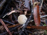 Mycena filopes image