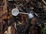 Mycena filopes image