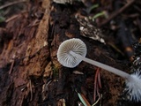 Mycena filopes image