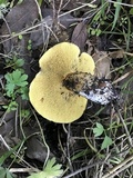 Suillus caerulescens image