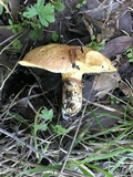 Suillus caerulescens image