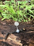 Mycena filopes image