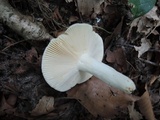 Russula aeruginea image
