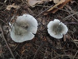 Russula aeruginea image
