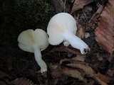 Russula aeruginea image