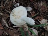 Russula aeruginea image