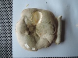 Russula aeruginea image