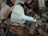 Russula aeruginea image