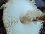 Lepiota magnispora image