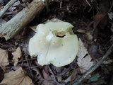 Entoloma luridum image