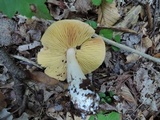 Entoloma luridum image