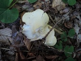 Entoloma luridum image