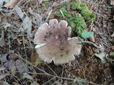 Russula brunneola image