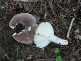 Russula brunneola image