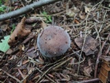 Russula brunneola image