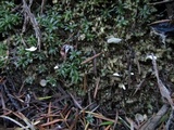 Rimbachia bryophila image