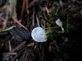 Rimbachia bryophila image