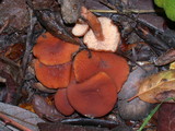 Lactarius fragilis image