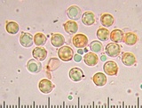 Rhodocollybia maculata image