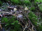 Galerina vittiformis image