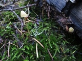 Galerina vittiformis image