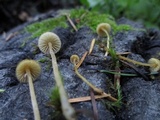 Galerina vittiformis image