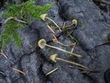 Galerina vittiformis image