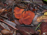 Lactarius fragilis var. rubidus image