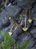 Galerina vittiformis image