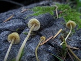 Galerina vittiformis image