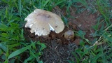 Termitomyces umkowaan image